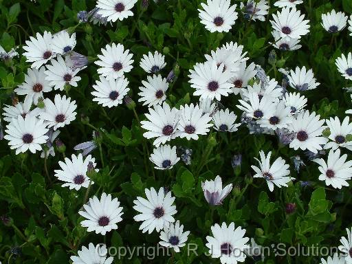 Osteospermum 2 